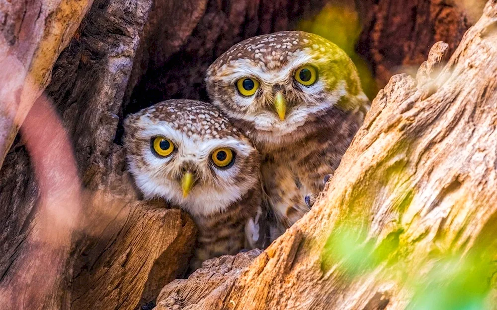 House Owl chick