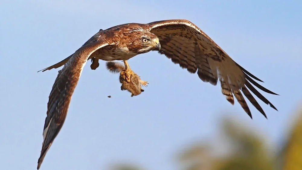 Lunar Buzzard Grouse