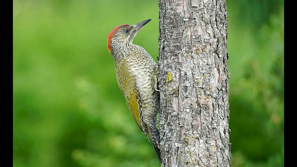 Lunar Meadow Green Woodpecker