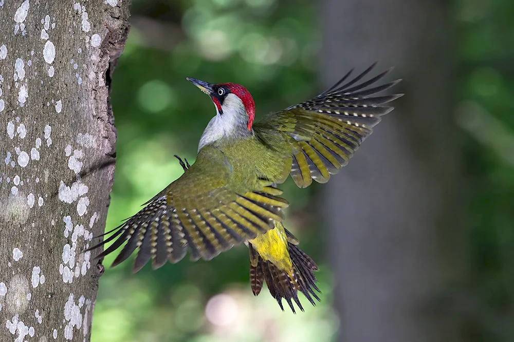 Lunar Meadow Green Woodpecker