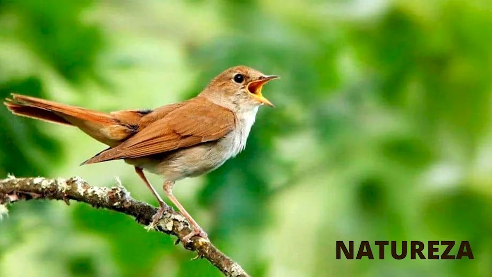 Common Nightingale Luscinia Luscinia