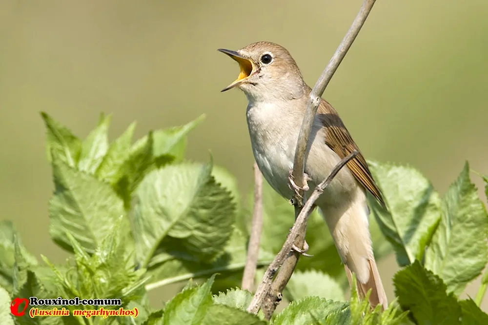 Common Nightingale songbird