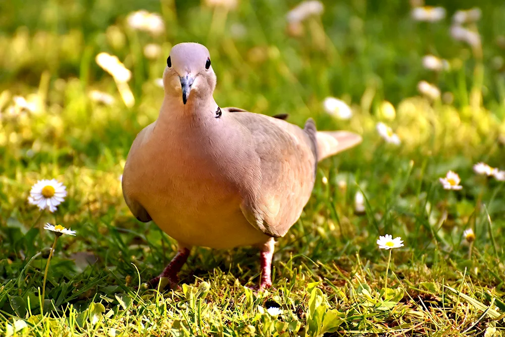 Luzon's turtledove