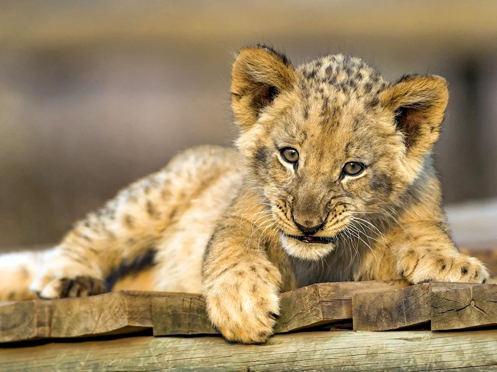 Lioness and lion cub