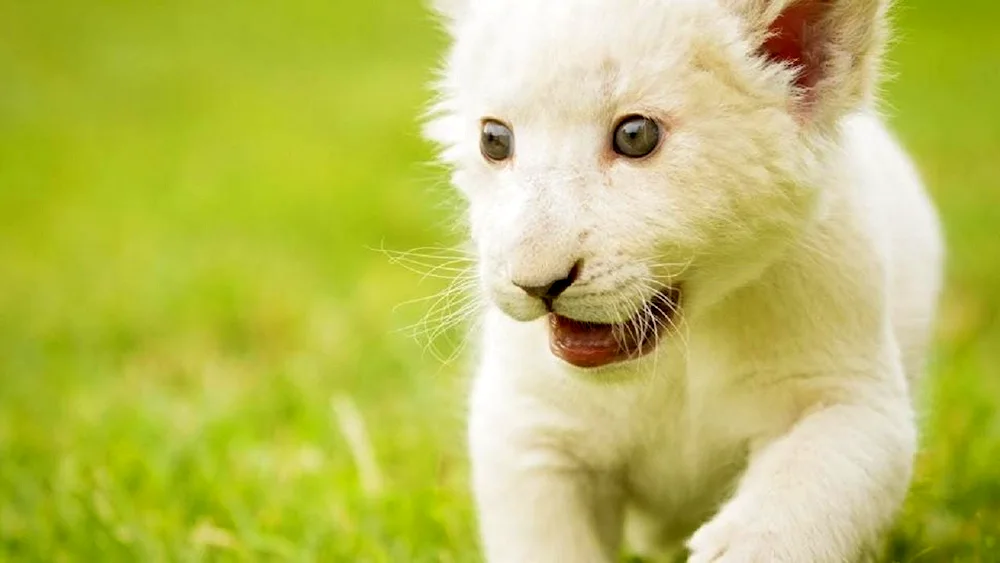 Albino tiger