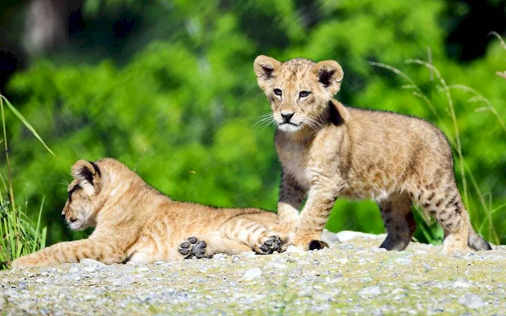 Lion cub