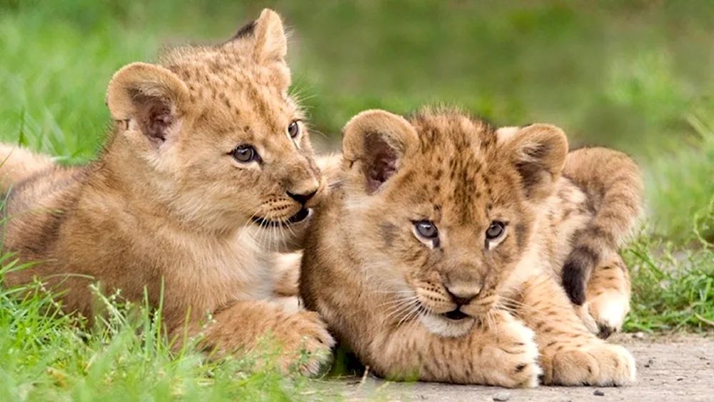 Lion cub