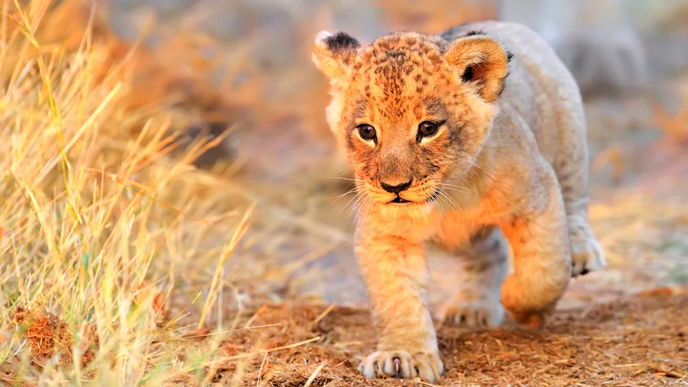 Lion cub and lion cub