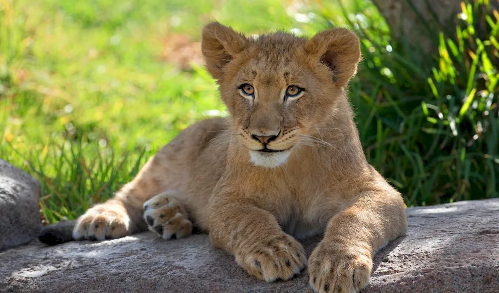 Lion cub