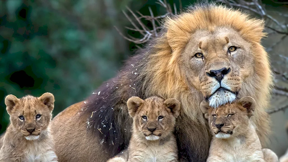 Lion lioness and lion cub family