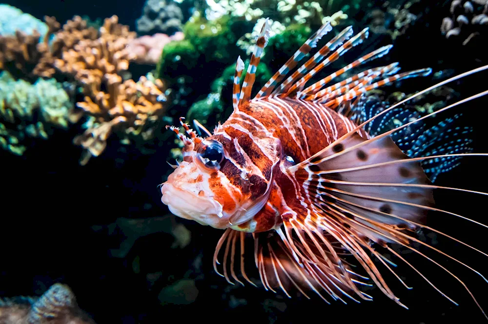 Wingfish Sharm El Sheikh