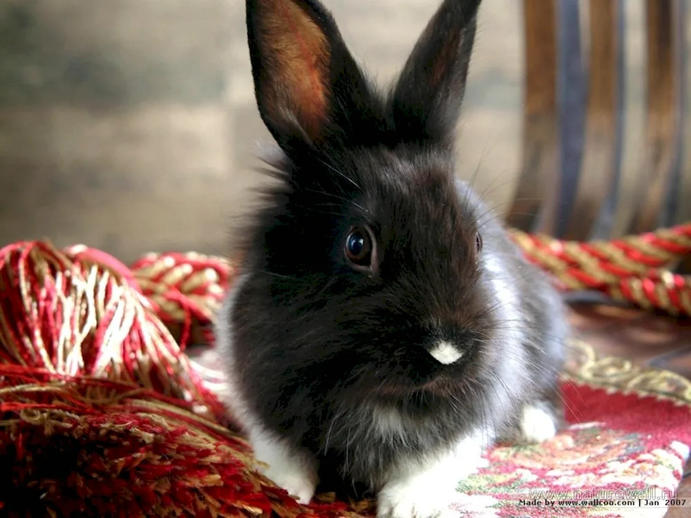 Black rabbit