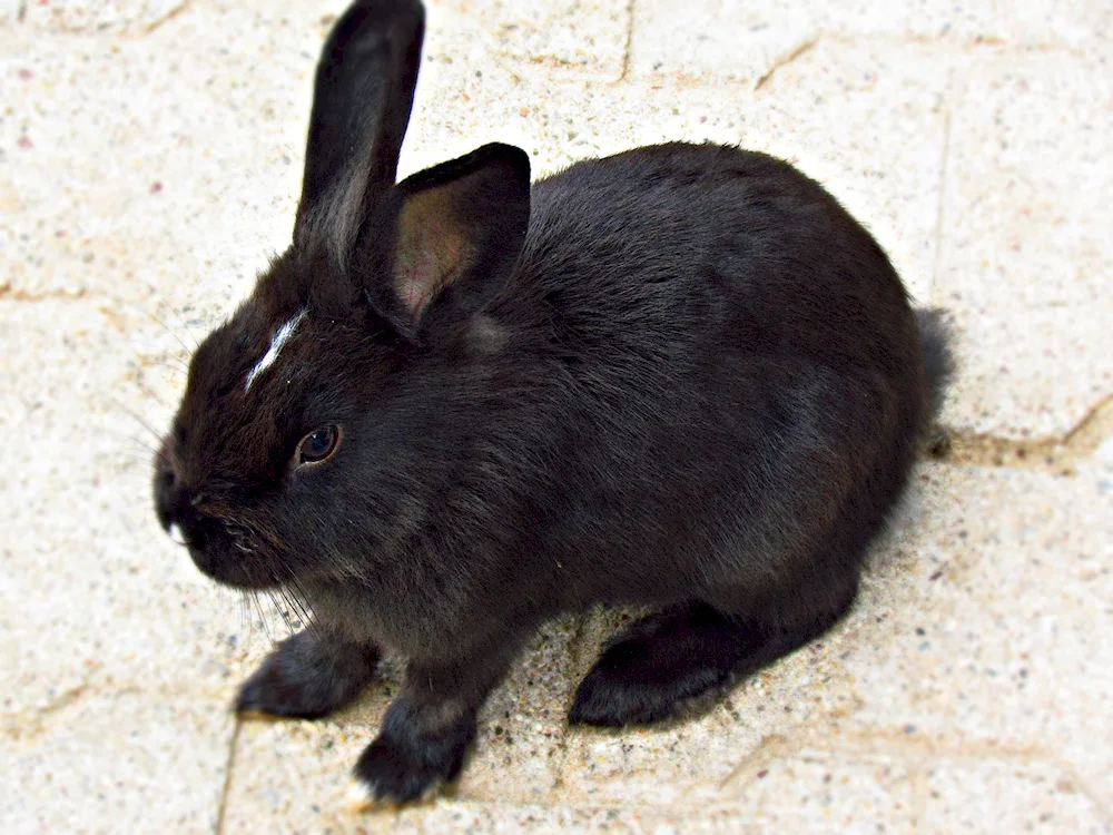 Black rabbit