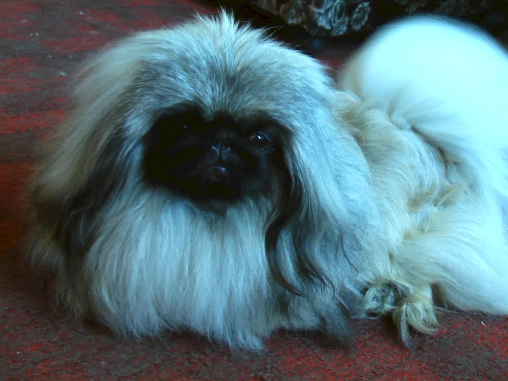 Lion Pekingese