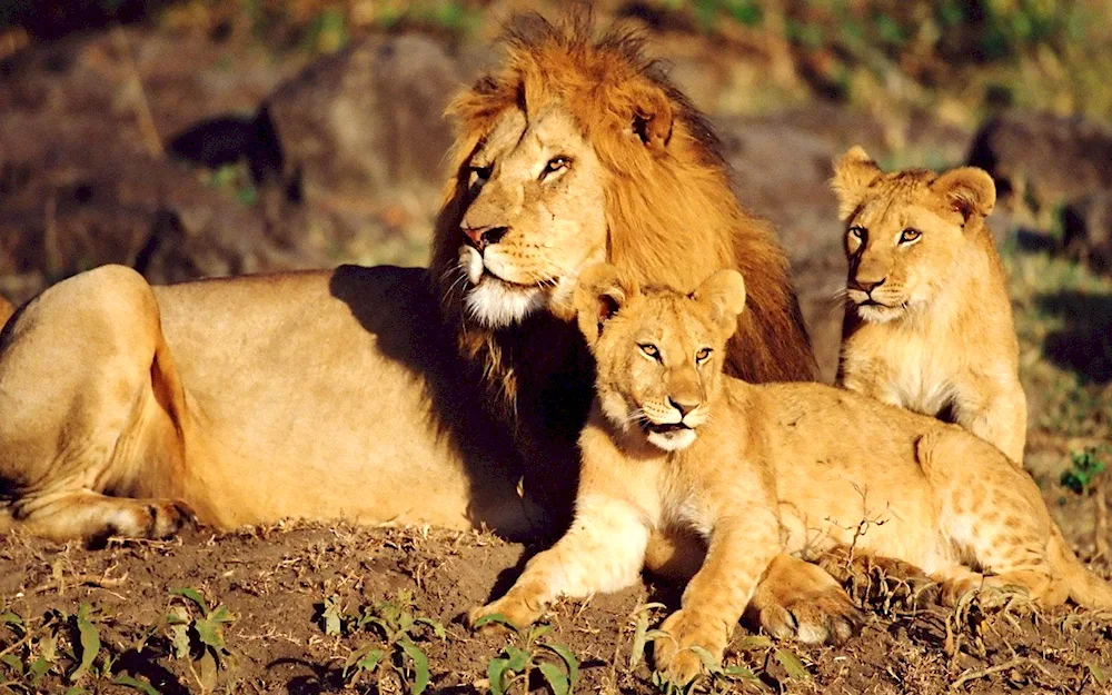 Lion lioness and lion cub family