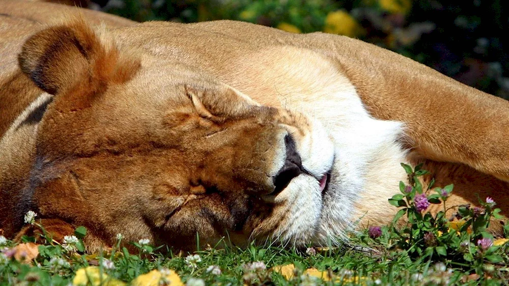 Lion cub sleeping