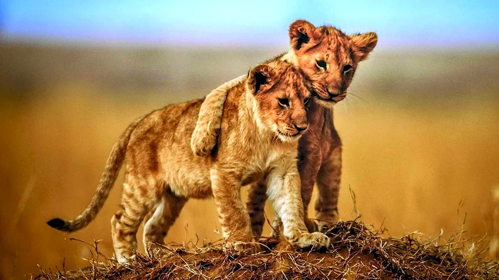 Lion cub animals