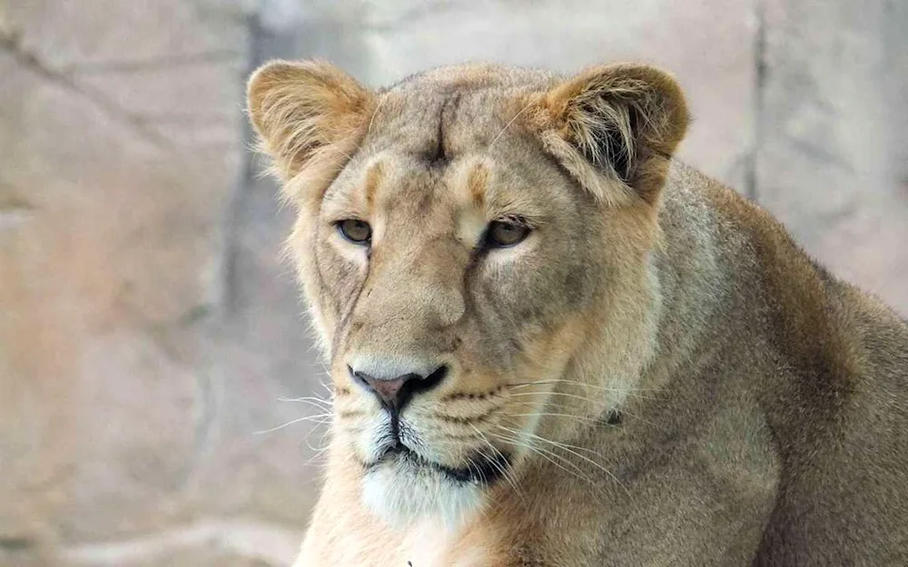 Lioness photo