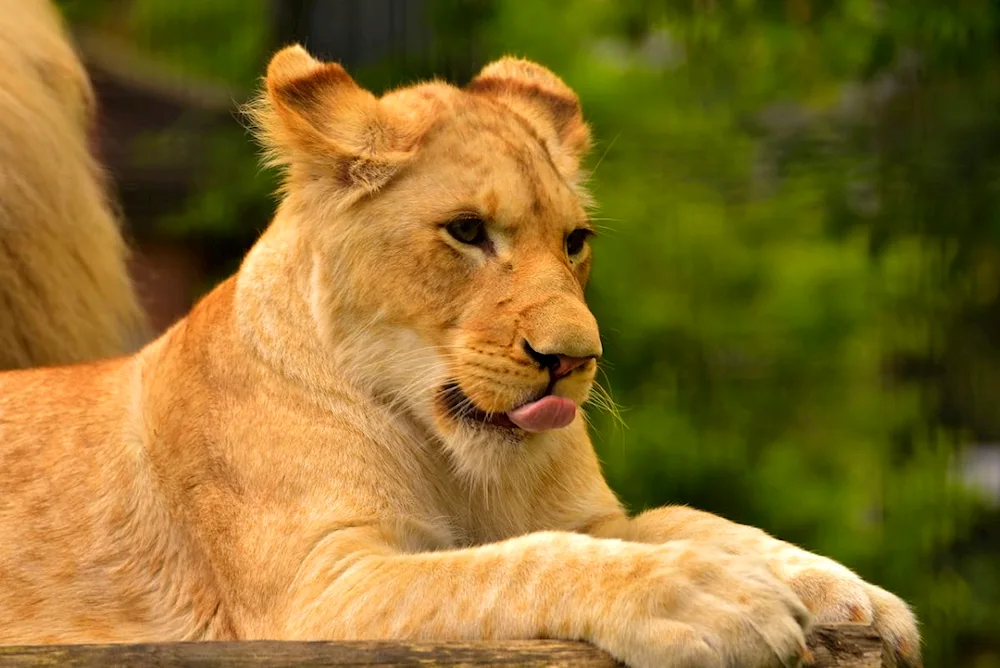 Lioness photo