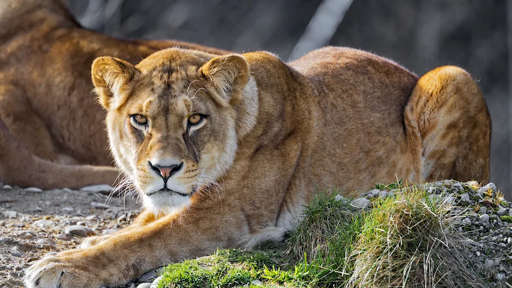 Lioness photo