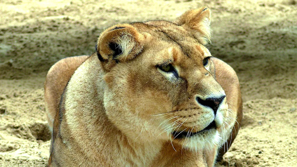 Lioness photo