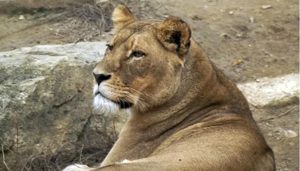 Lioness photo