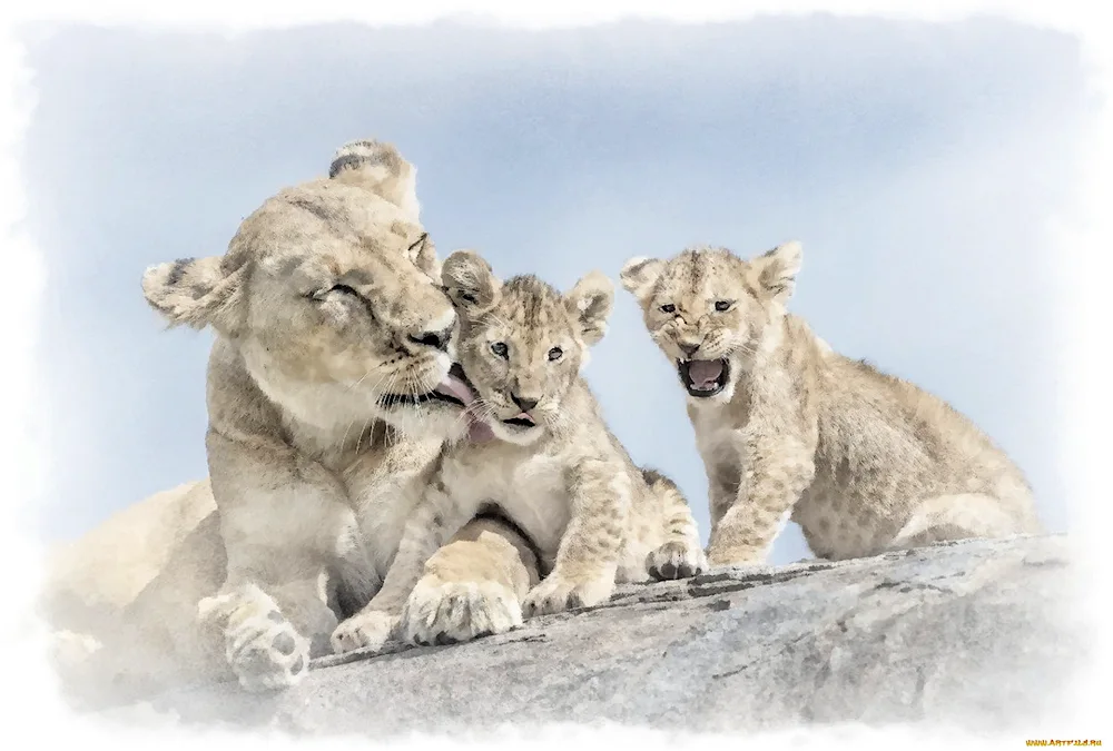 Lion and lioness