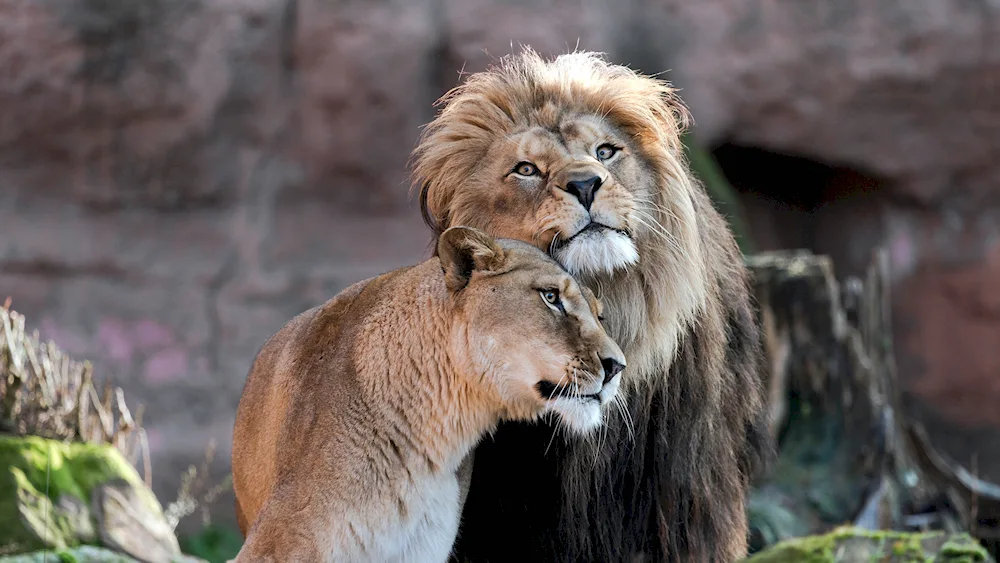 Lions love