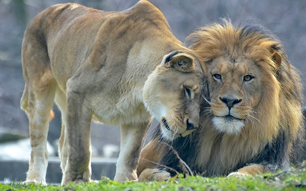 Lion and lioness