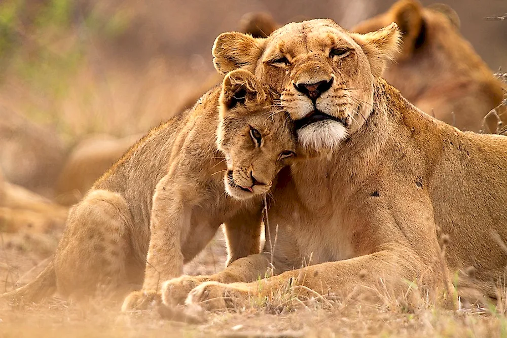 Lion lion lioness and lion cub