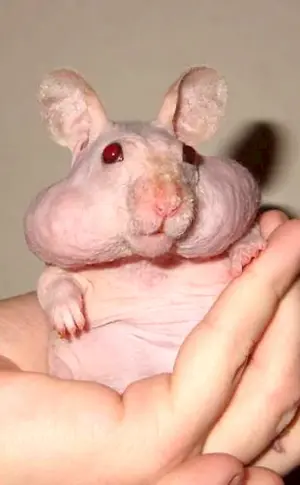 Bald Dumbo rat