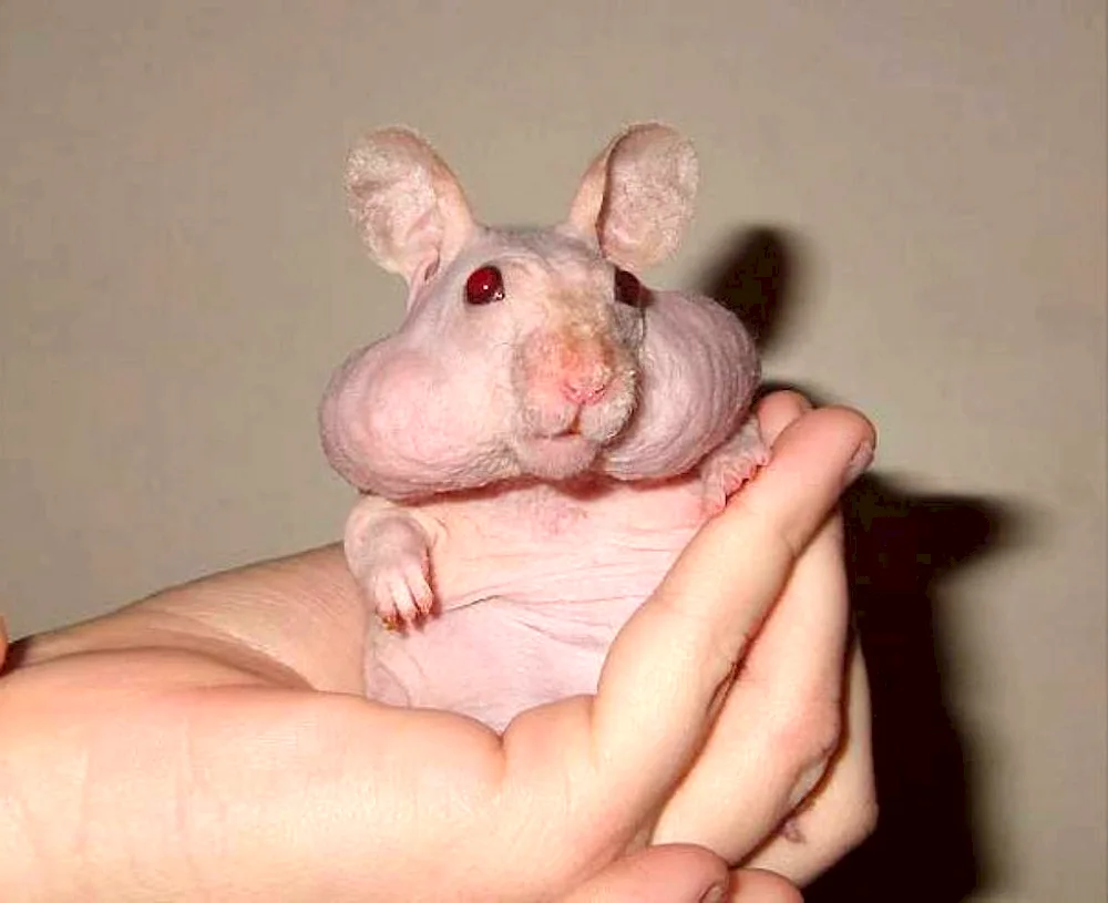 Bald Dumbo rat