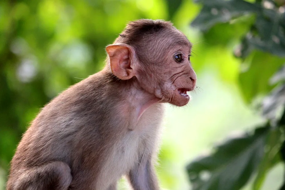 Monkey with mane