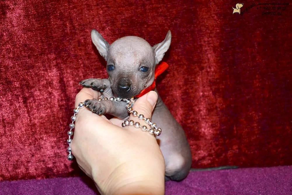 Bald dog. Xoloitzcuintli