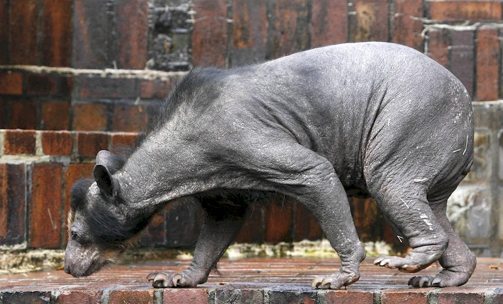 Bald polar bear