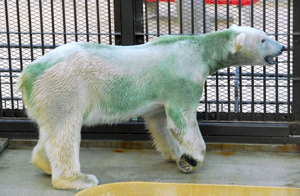 Bald polar bear without fur