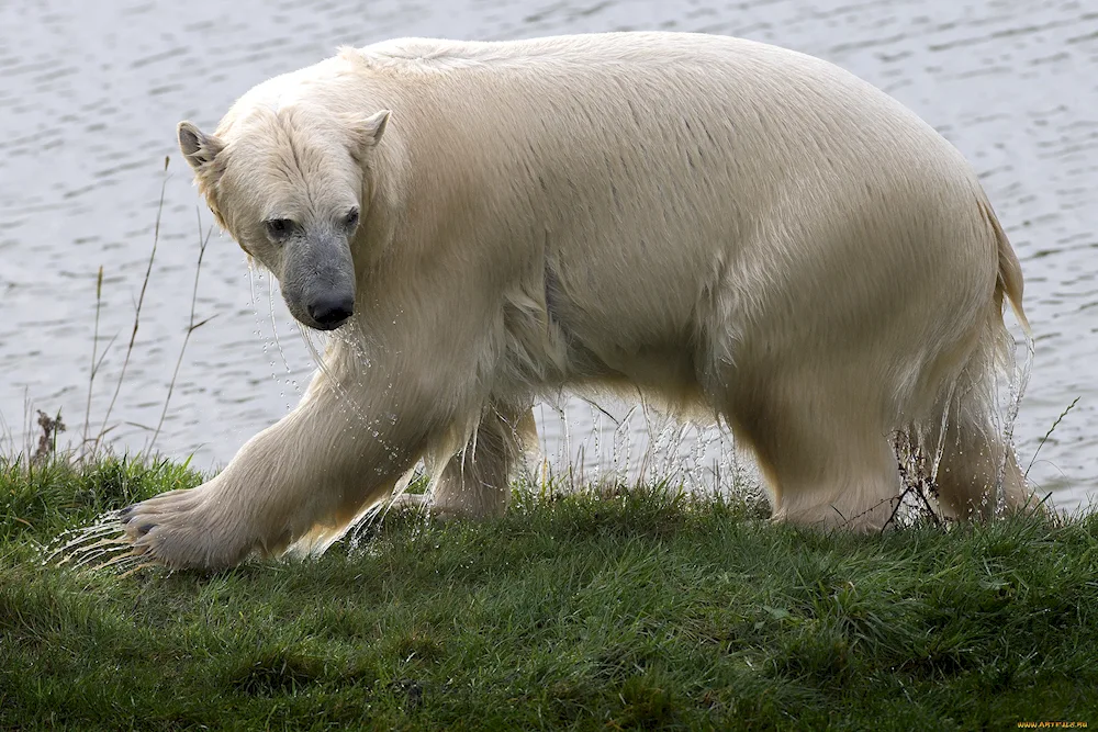 Bald polar bear without fur