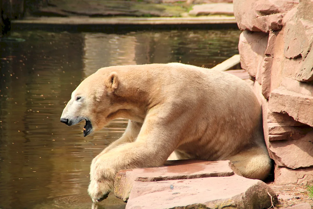 Bald polar bear without fur