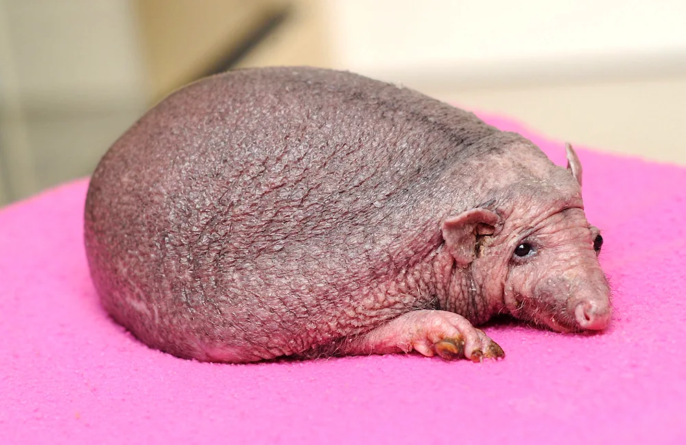 African pygmy hedgehog