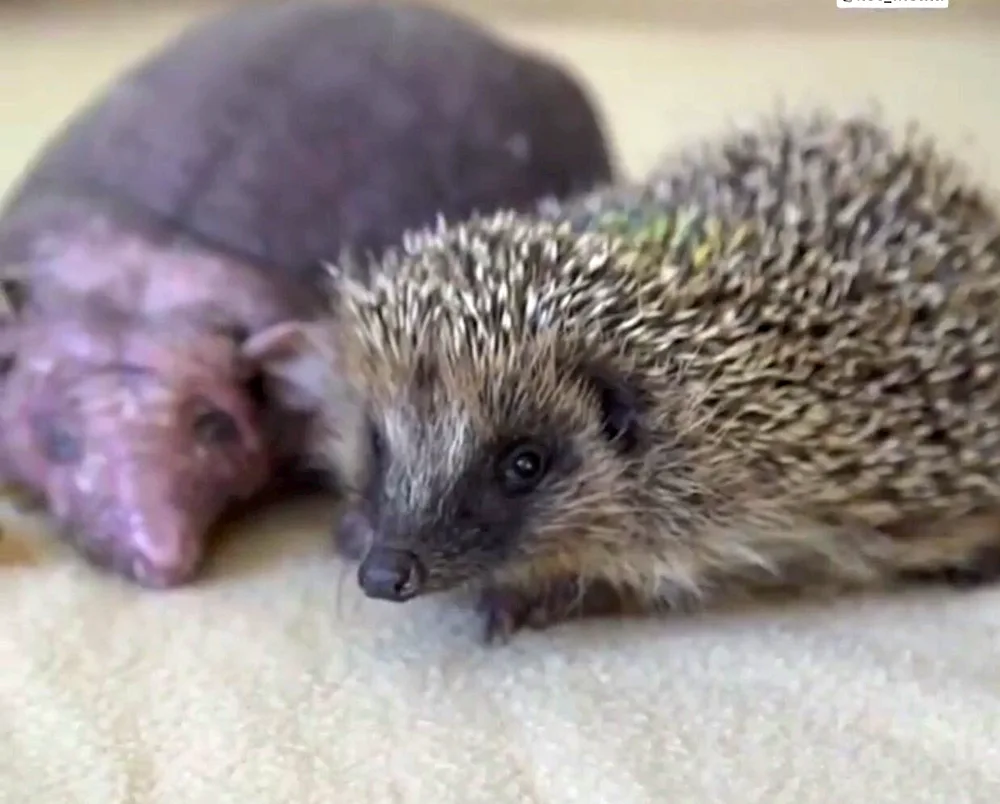 Newborn Hedgehogs