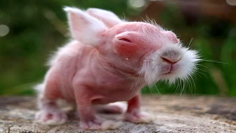 Angora Syrian hamster