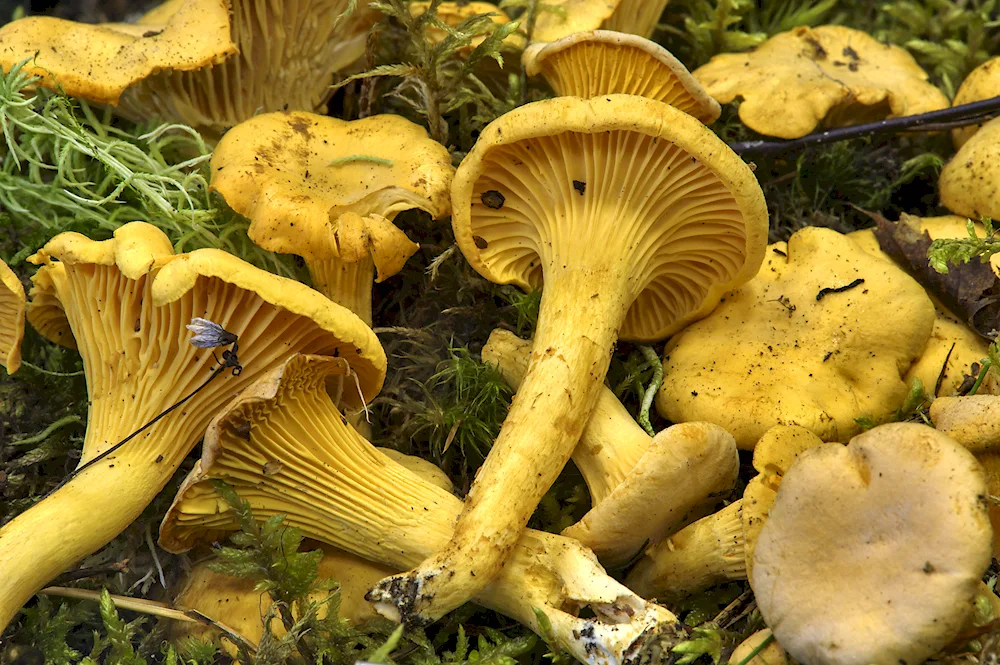 Crimean chanterelle mushroom