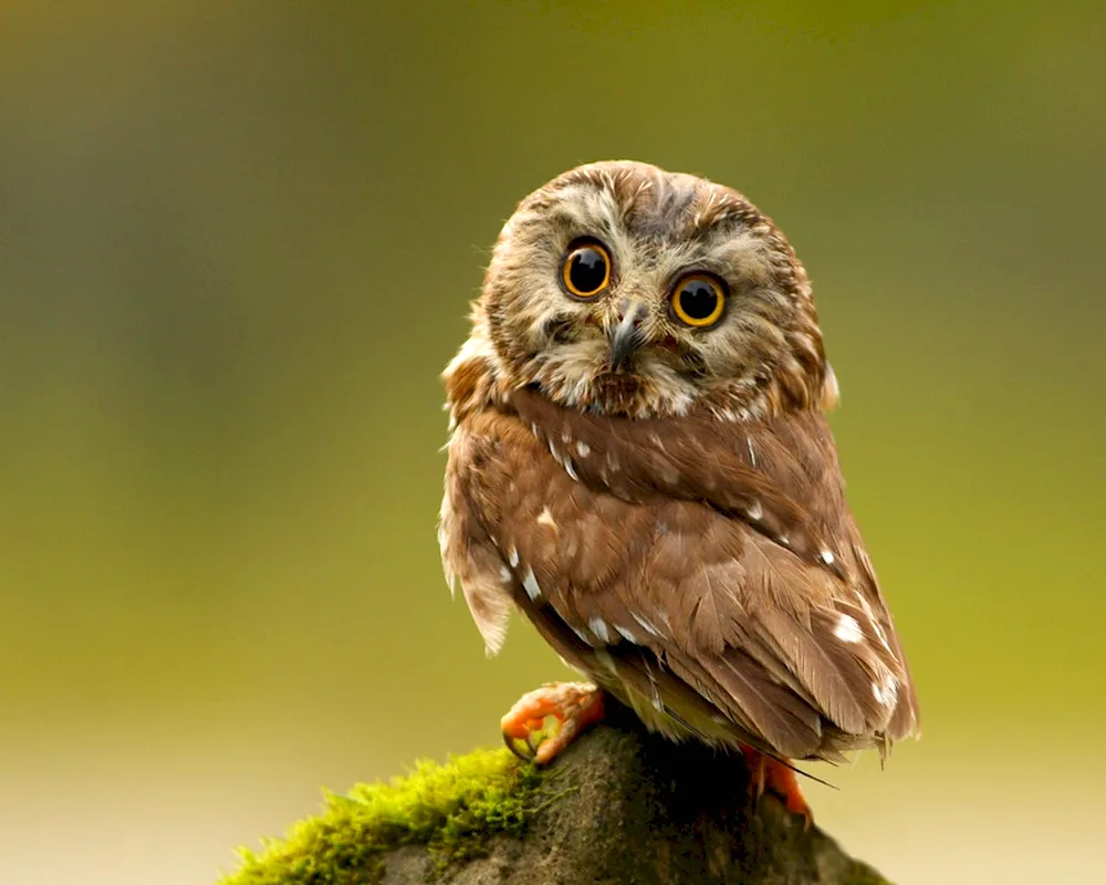 Madagascar Red Owl