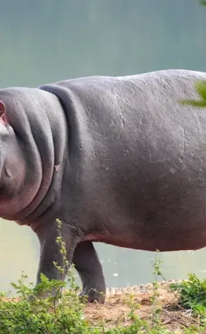 Madagascar Dwarf Hippopotamus