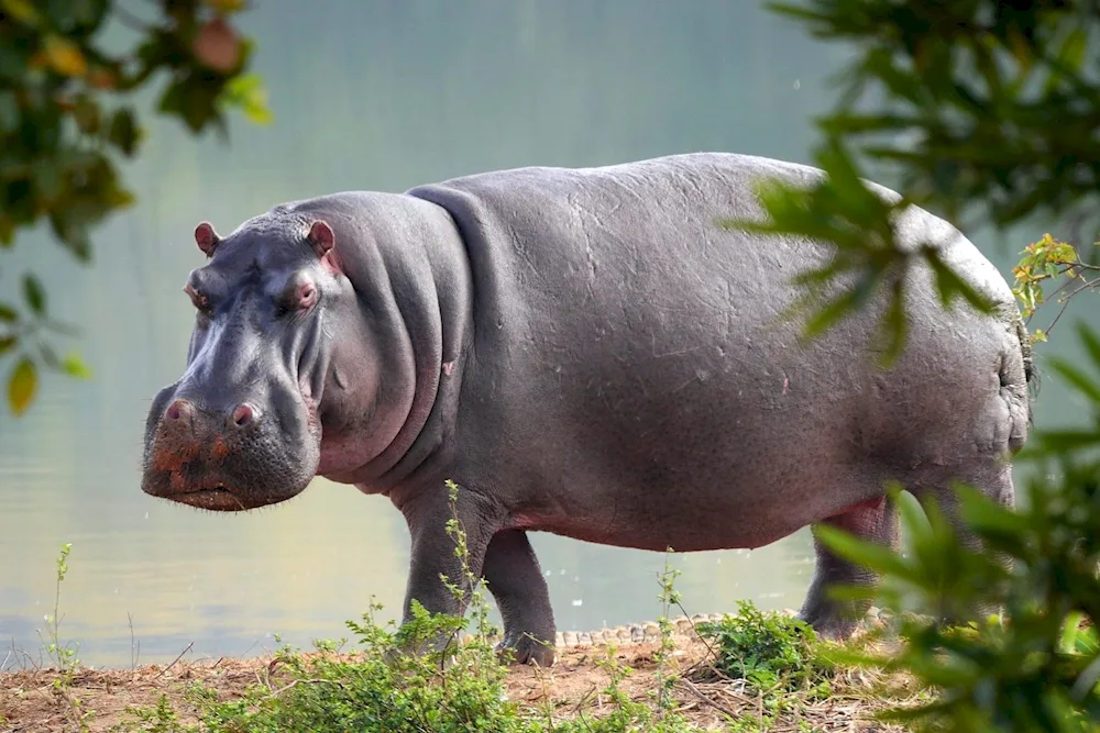 Madagascar Dwarf Hippopotamus