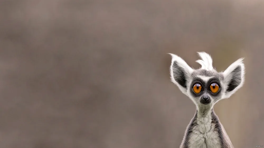 Madagascar dwarf lemur