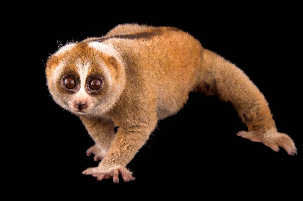 Lemur Lori