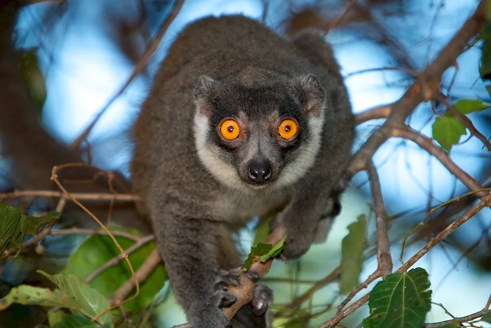 Ring-tailed Lemur lemur