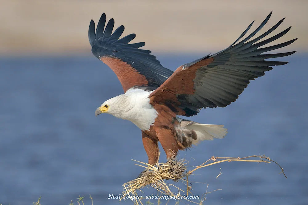 White-headed Eagle