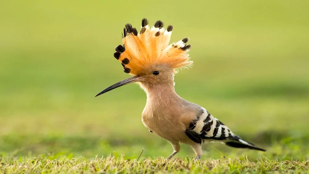 Madagascar hoopoe